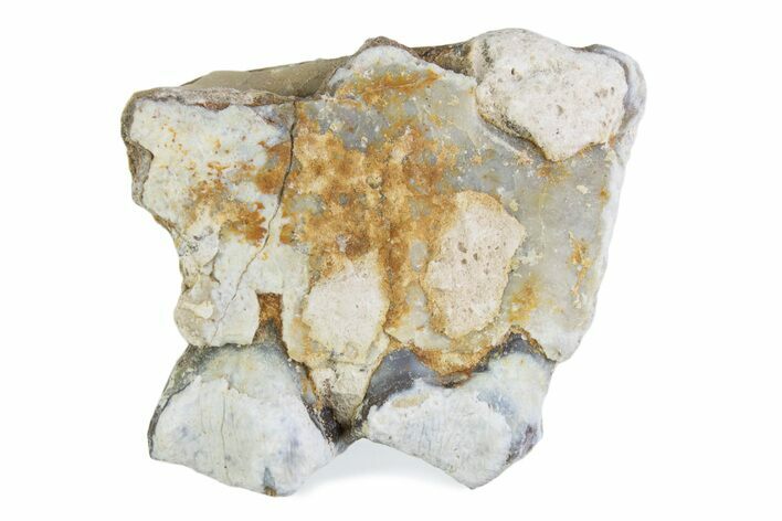 Fossil Oreodont (Merycoidodon) Jaw Section - South Dakota #375508